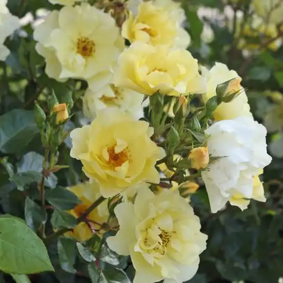 Trandafiri tufă - Trandafiri - Goldspatz ® - 